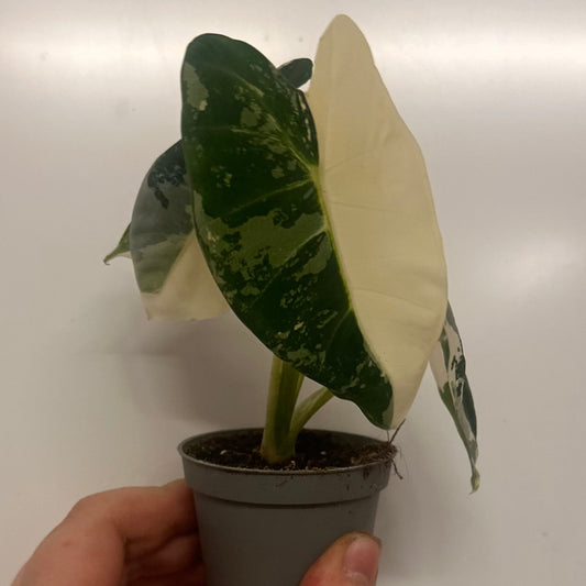 Alocasia Frydek Variegated