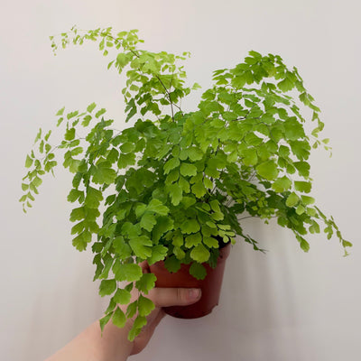 Maidenhair Fern