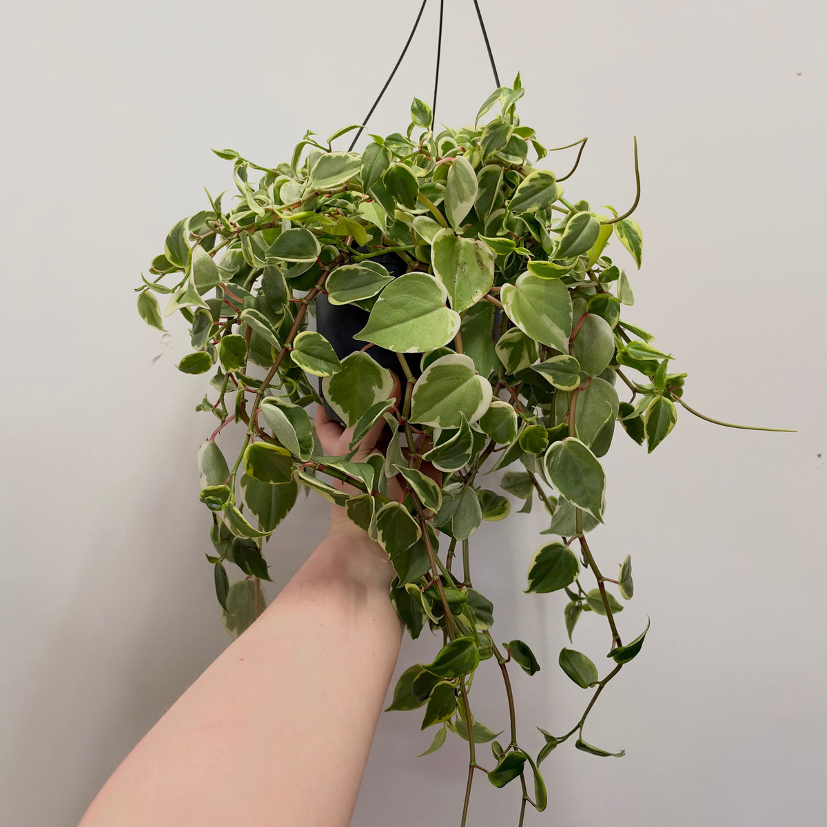 Cupid Peperomia Variegated
