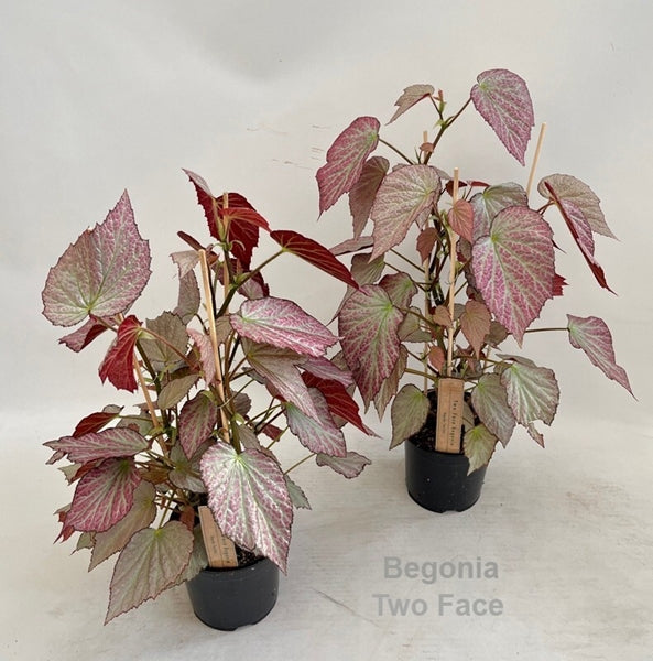 Begonia ‘Two Face’