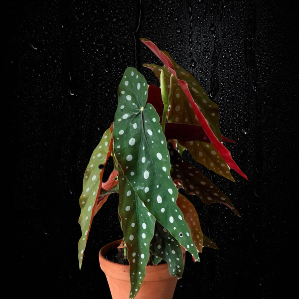 Begonia