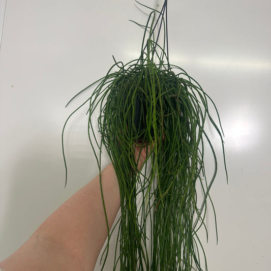 Hanging Rhipsalis Floccosa