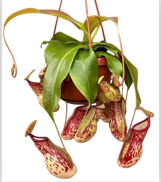 Hanging Nepenthes ‘Alata Gaya’