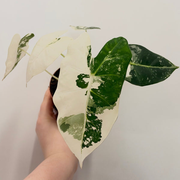 Alocasia Frydek Variegated