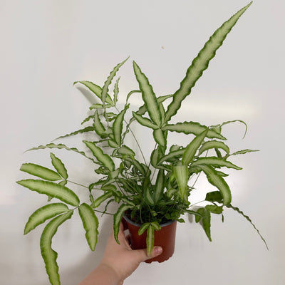 Silver Ribbon Fern