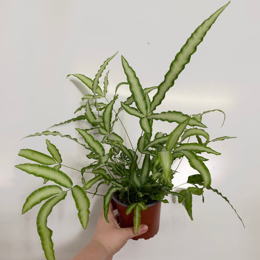 Silver Ribbon Fern