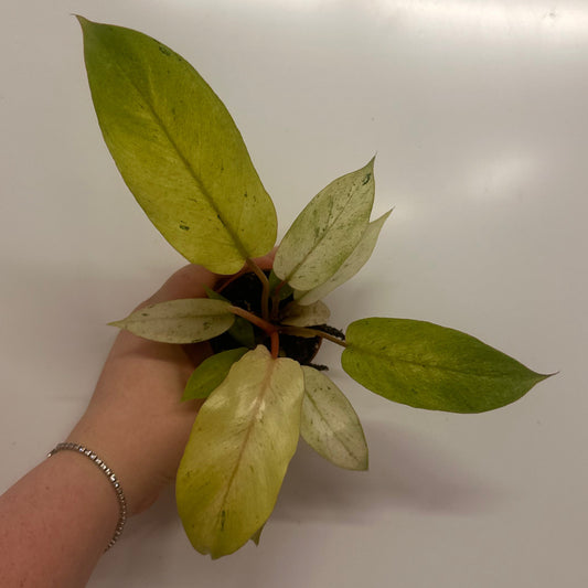 Philodendron Snowdrift Variegated