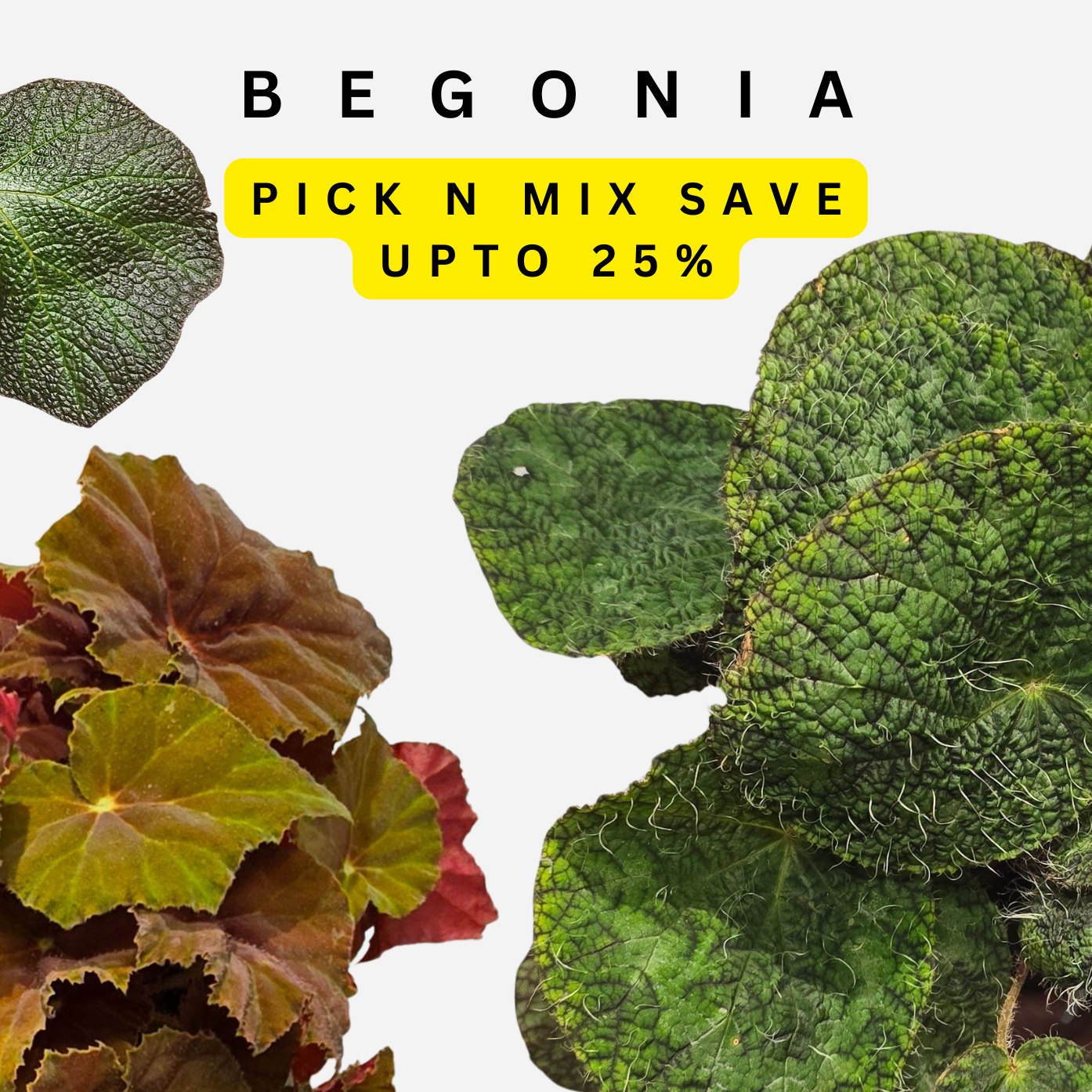 Begonia Pick N Mix Savers Bundle