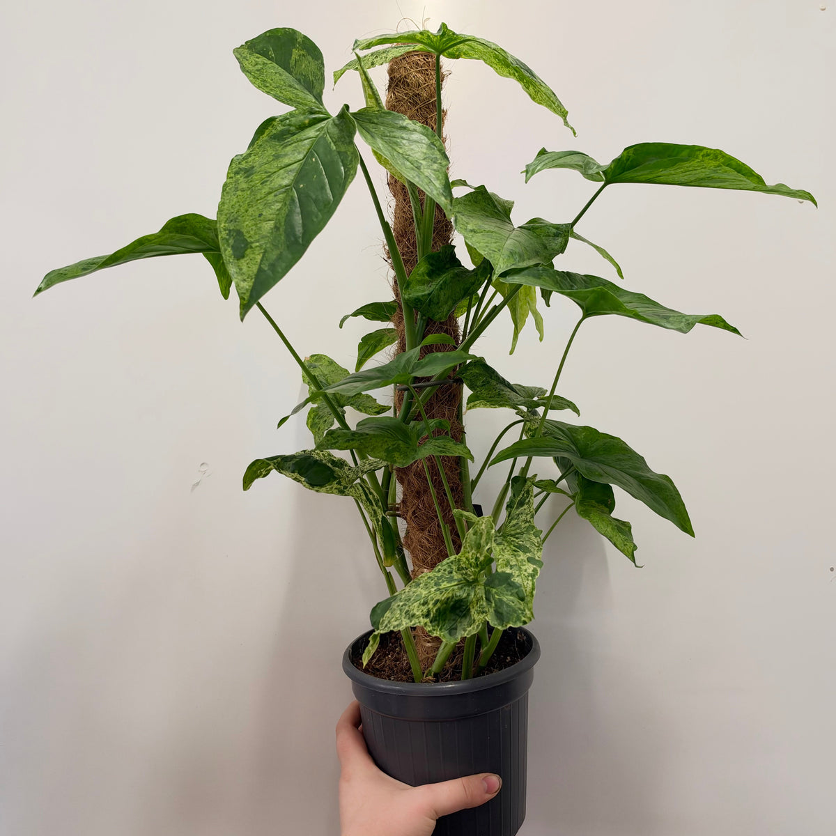 Syngonium Mottled On Pole
