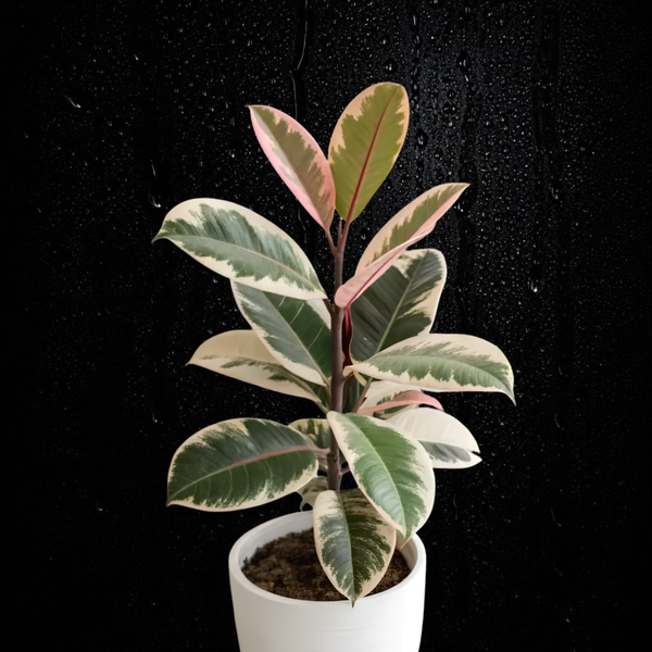 Ficus