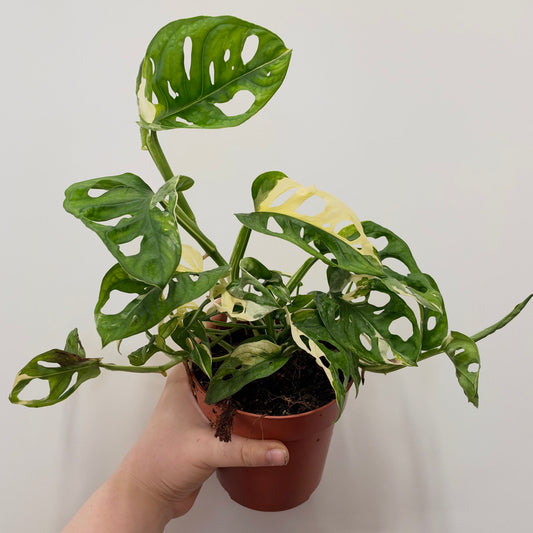 Monstera Adansonii Variegated