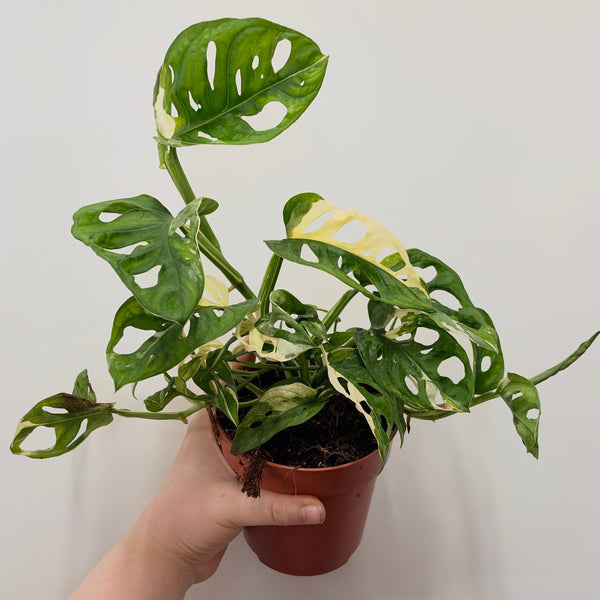 Monstera Adansonii Variegated