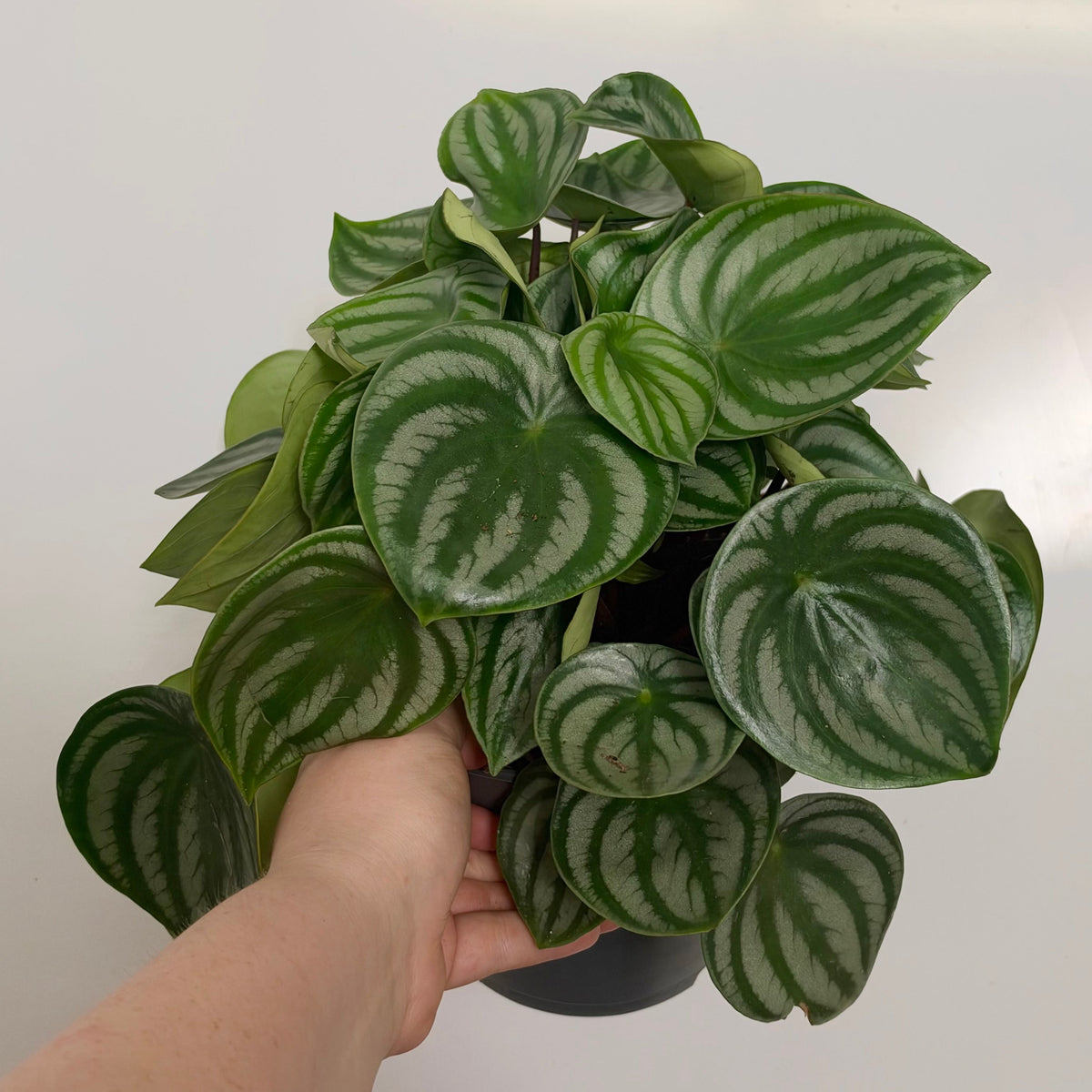 Peperomia Watermelon
