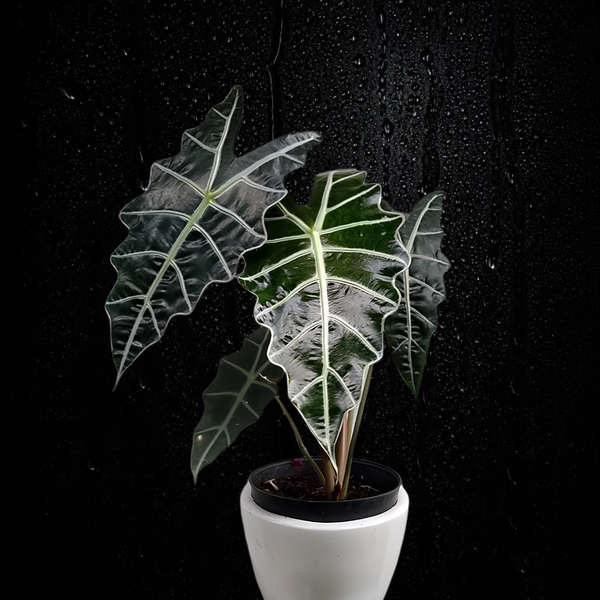 Alocasia