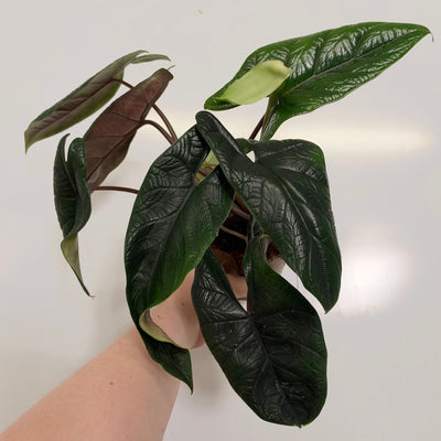 Alocasia Scalprum