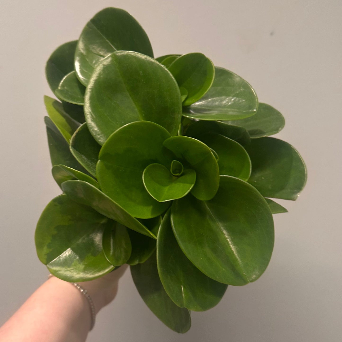 Peperomia Obtusifolia