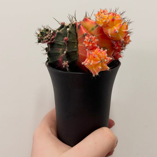Variegated Gymnocalycium Cactus