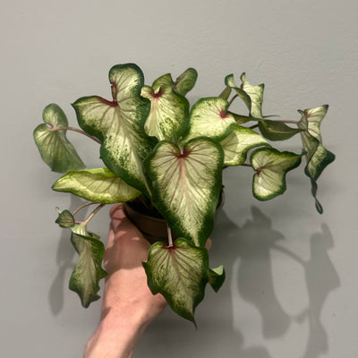 Caladium Wit