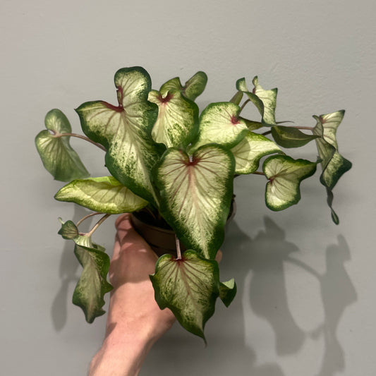 Caladium Wit