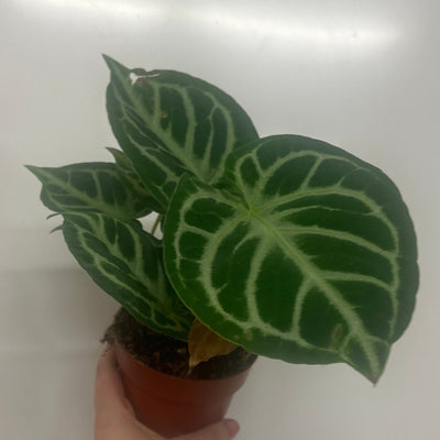 Anthurium Crystallinum