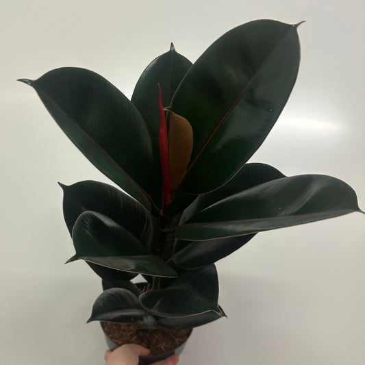 Ficus Elastica 'Abidjan'