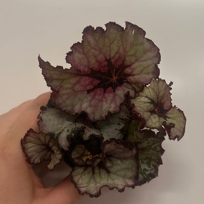 Mini Begonia Rex 'Spirit Of Kwale'