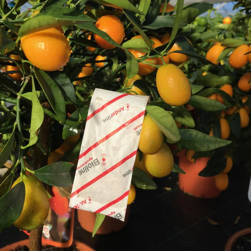Slow release sachets for Red Spider Mite (Amblyseius Andersoni)