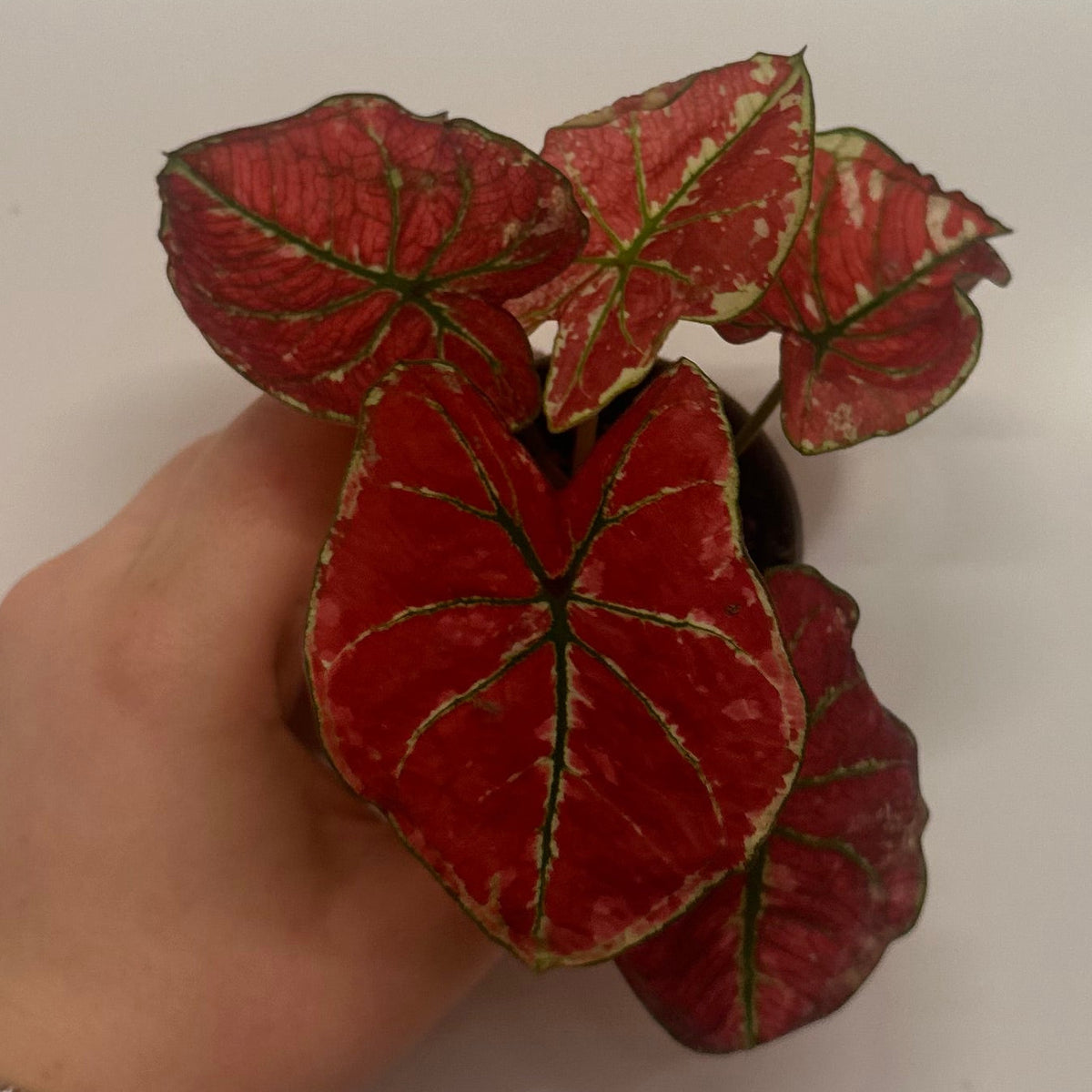 Mini Caladium 'Fire Phoenix'