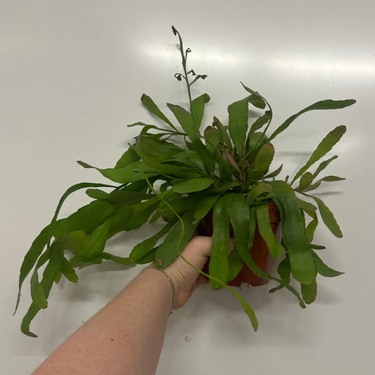 Rhipsalis 'Red Coral'