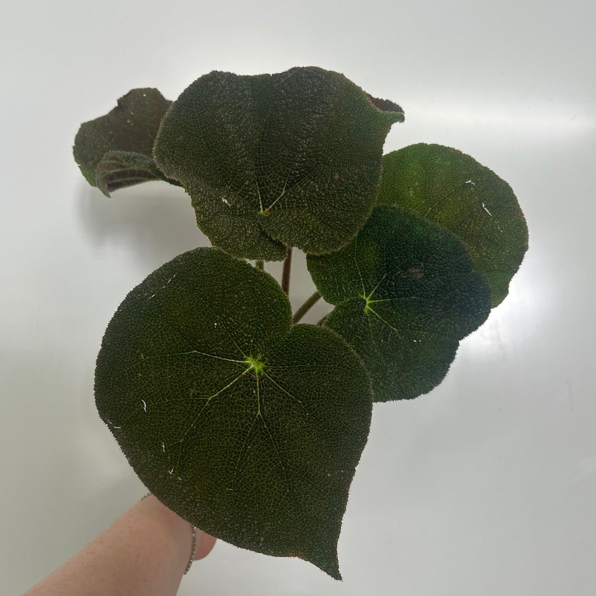 Begonia Masoniana "Iron Cross"