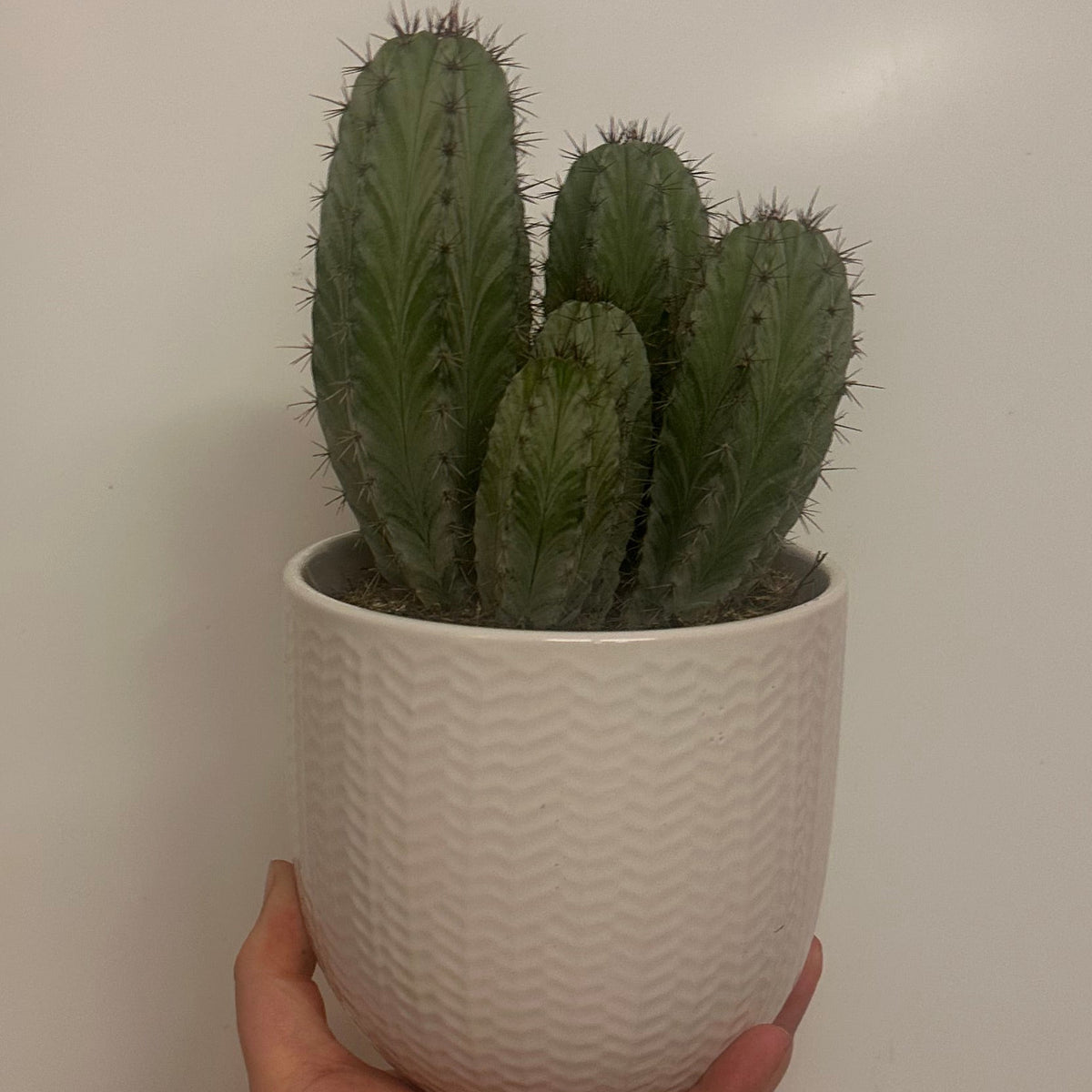 Mixed Cacti & Ceramic 12cm Pots