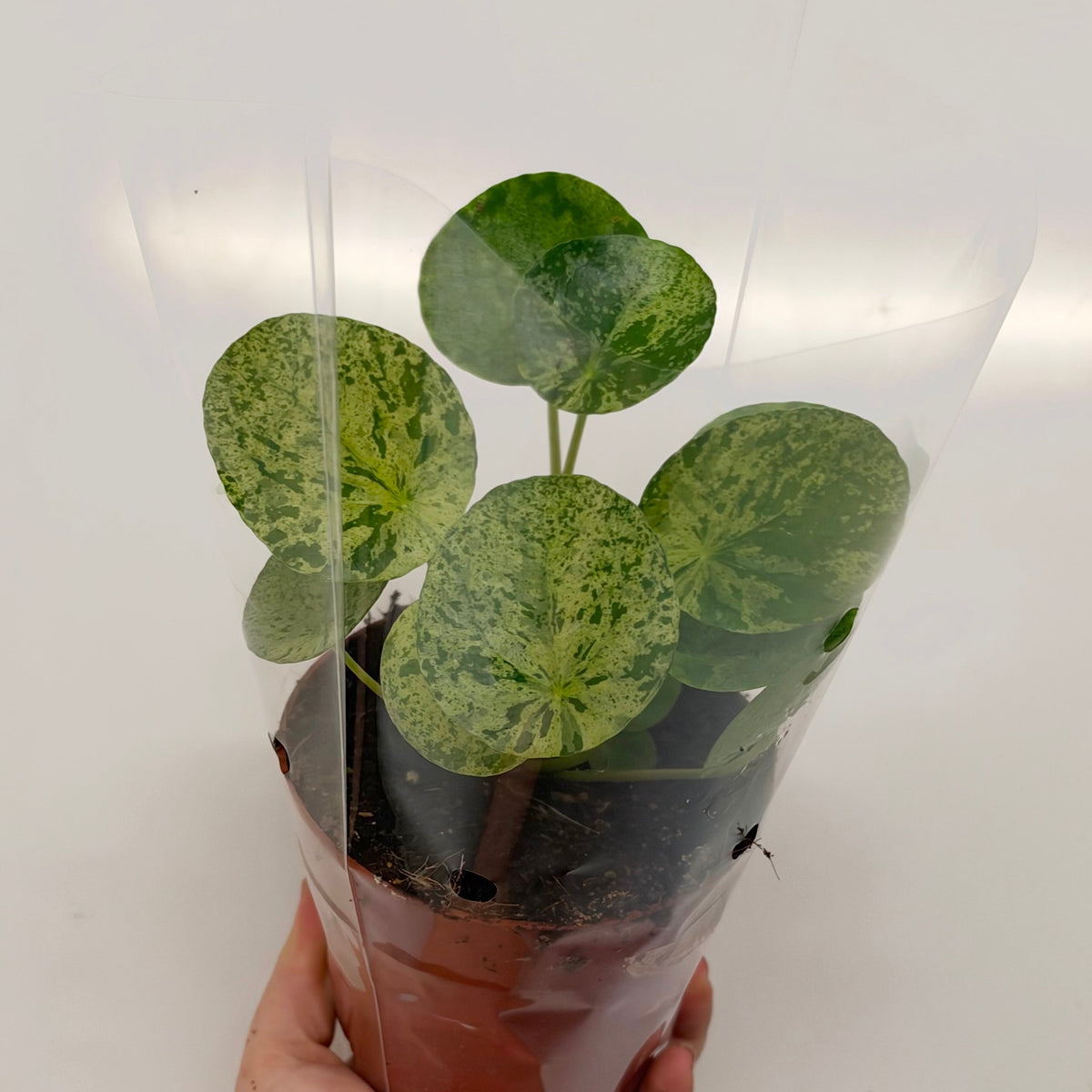 Pilea Mojito