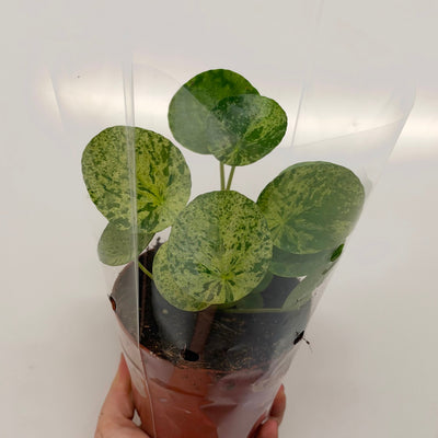Pilea Mojito