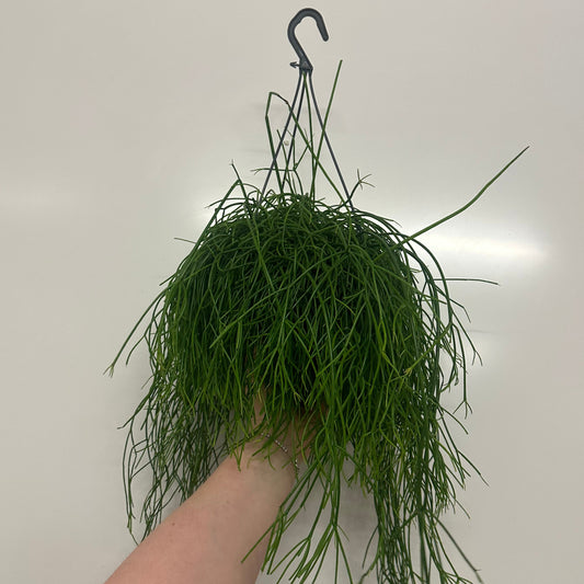 Hanging Rhipsalis Baccifera 'Oasis'