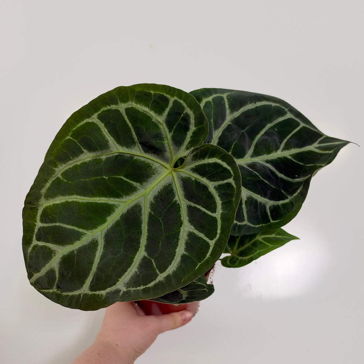 Anthurium Crystallinum