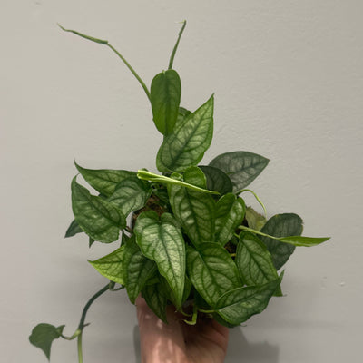 Monstera Siltepecana