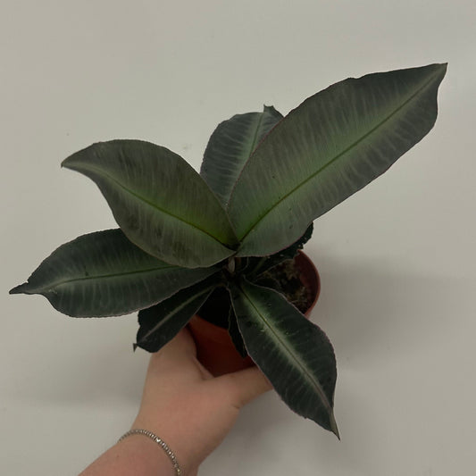 Labisia Pumila