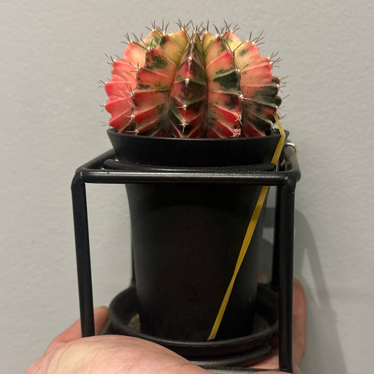 Variegated Gymnocalycium Cactus & Frame