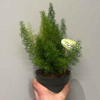 Asparagus Meyeri "Foxtail Fern"