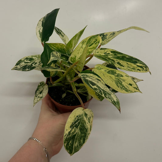 Philodendron 'Emerald Queen'