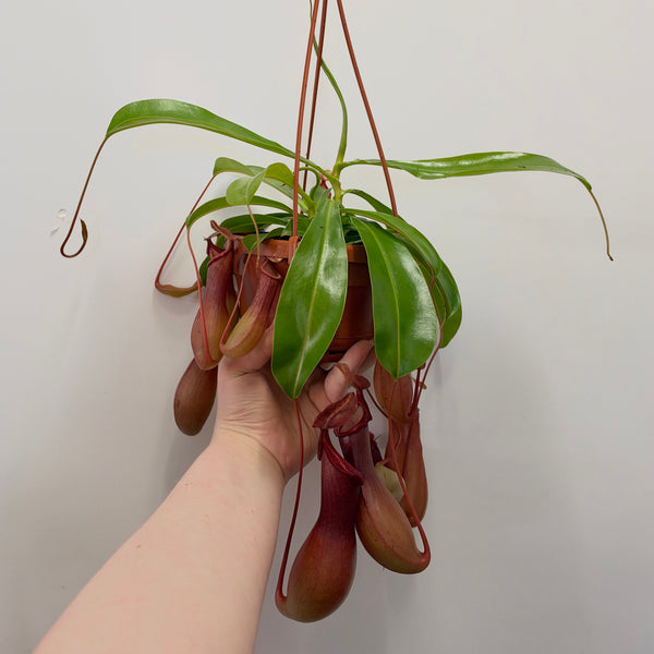 Hanging Nepenthes ‘Alata’