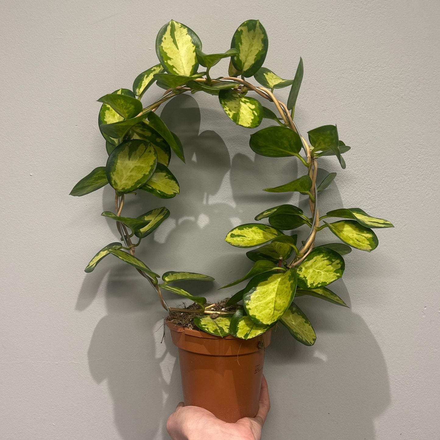 Hoya Lisa on Hoop