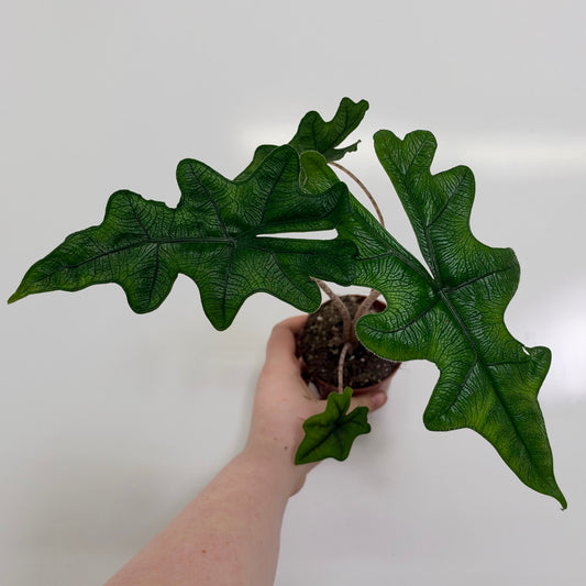 Alocasia Jacklyn