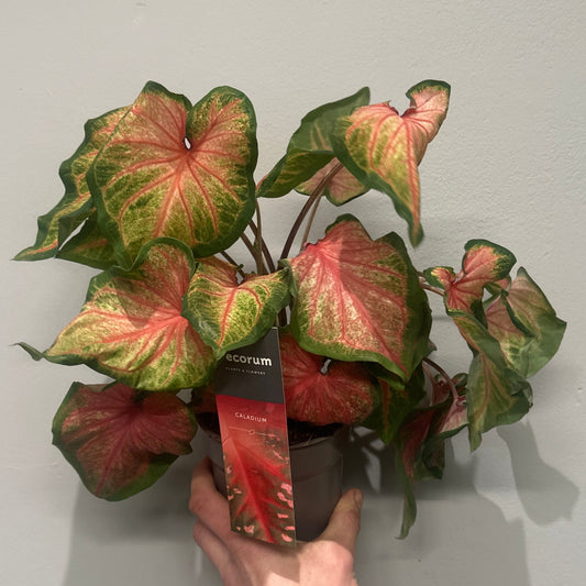 Caladium Roze