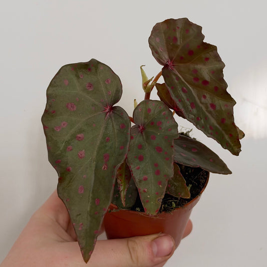 Begonia Amphioxus × Malachosticta