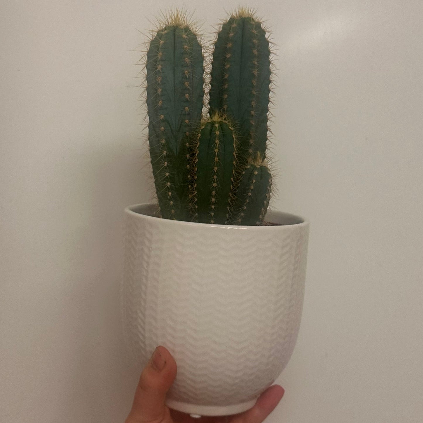 Mixed Cacti & Ceramic 12cm Pots