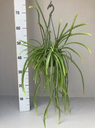 Hanging Rhipsalis Holvianum