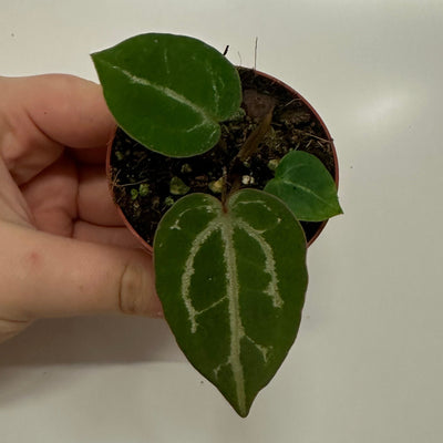 Anthurium Michelle X Zara X Michelle