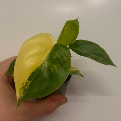 Philodendron Burle Marx Variegated