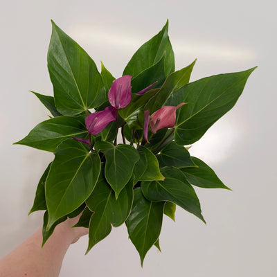 Anthurium Andreanum Mixed